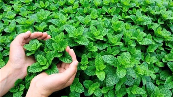 أضرار النعناع للنساء