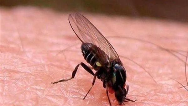 أعراض الإصابة بالذبابة