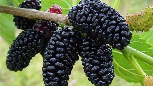 فوائد التوت الاسود