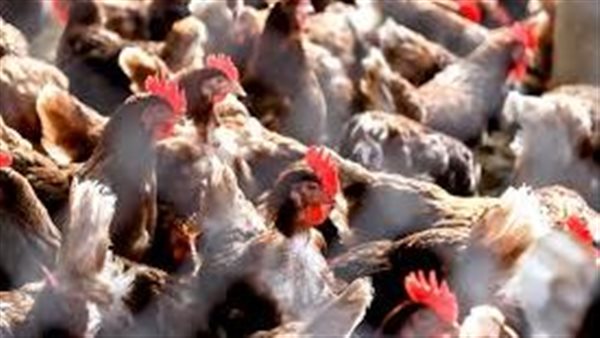 انفلونزا الطيور (H5N1)..