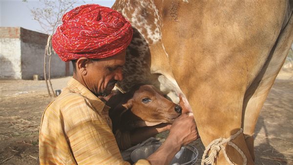 علاج داء البروسيلات