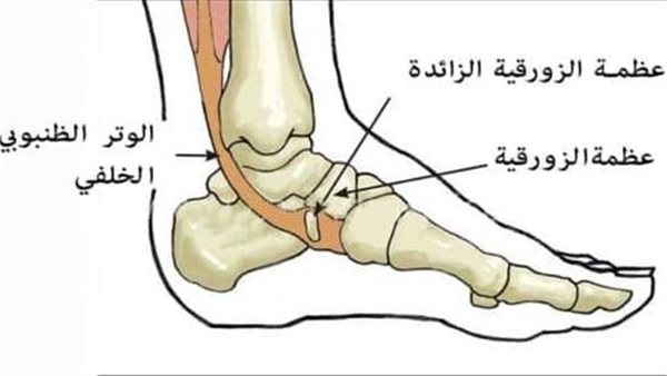 ما هى العظمة الزورقية