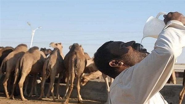 أنفلونزا الإبل