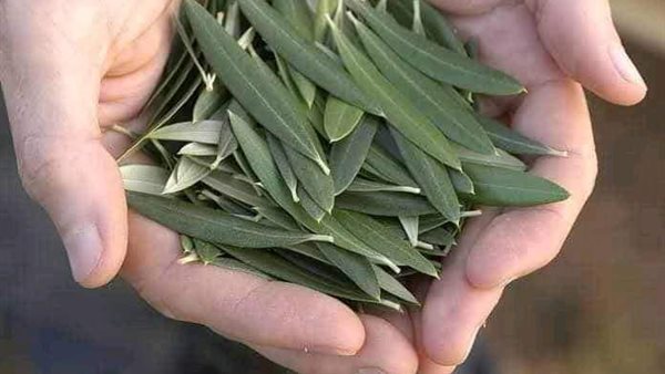 فوائد ورق الزيتون
