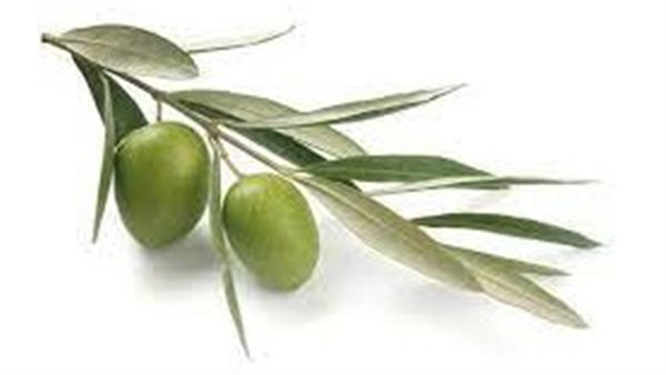 أضرار ورق الزيتون