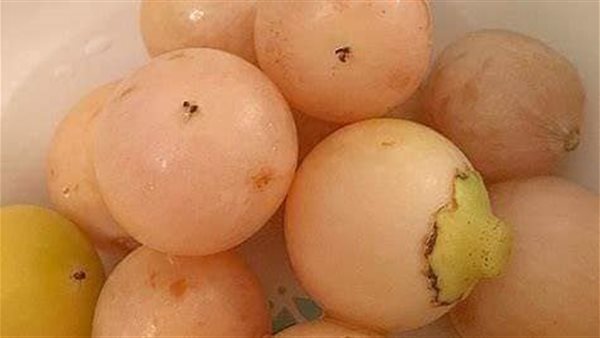 فوائد البمبر