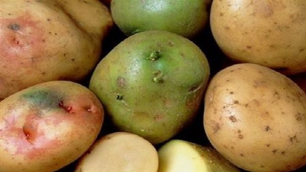 اللون الأخضر فى البطاطس