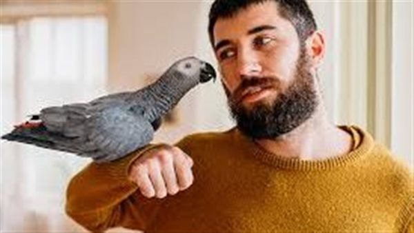 حمى الببغاء عند الإنسان