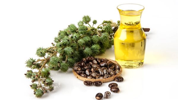 زيت الخروع.. أرشيفية