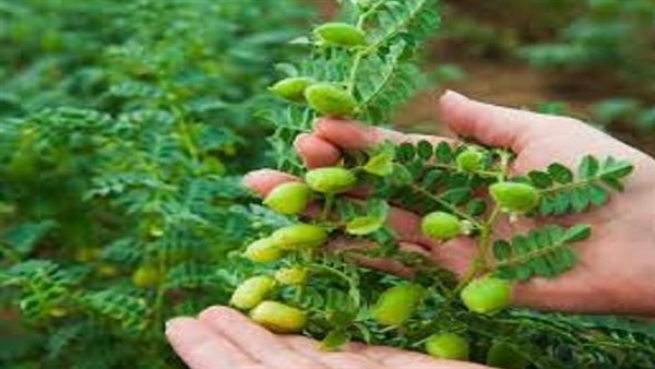 فوائد الحمص الأخضر