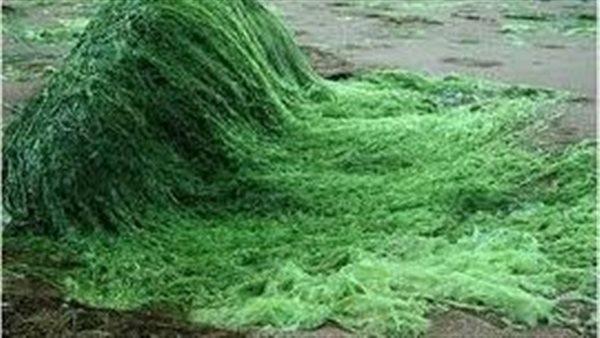 طرق استخدام السبيرولينا
