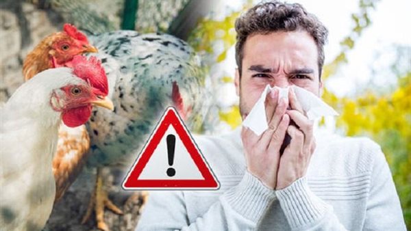 إنفلوانزا الطيور