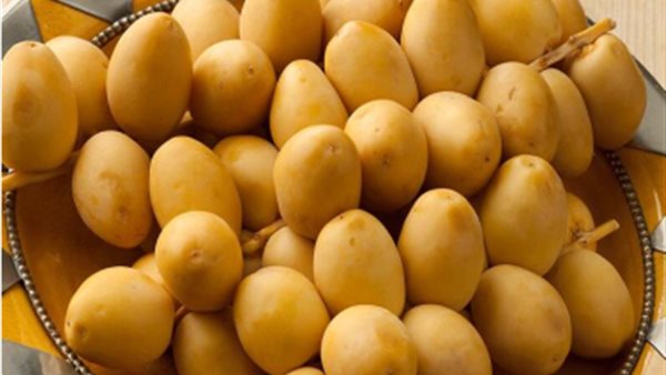 البلح الأصفر