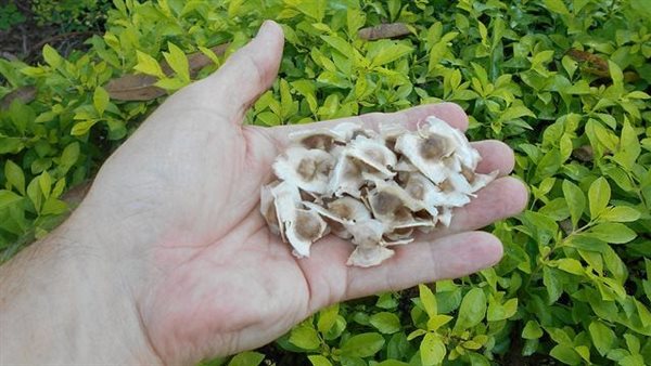 المورينجا.. أرشيفية