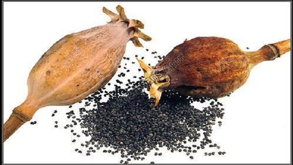 أضرار بذور الخشخاش